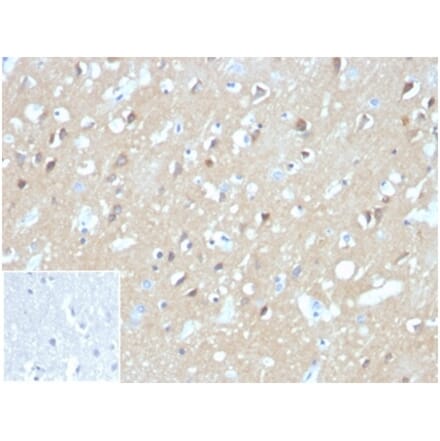 Immunohistochemistry - Anti-Aquaporin 4 Antibody [AQP4/3324] - BSA and Azide free (A278266) - Antibodies.com