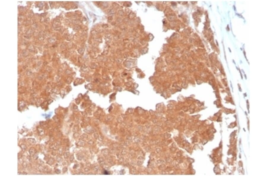 Immunohistochemistry - Anti-Aquaporin 4 Antibody [AQP4/3324] - BSA and Azide free (A278266) - Antibodies.com