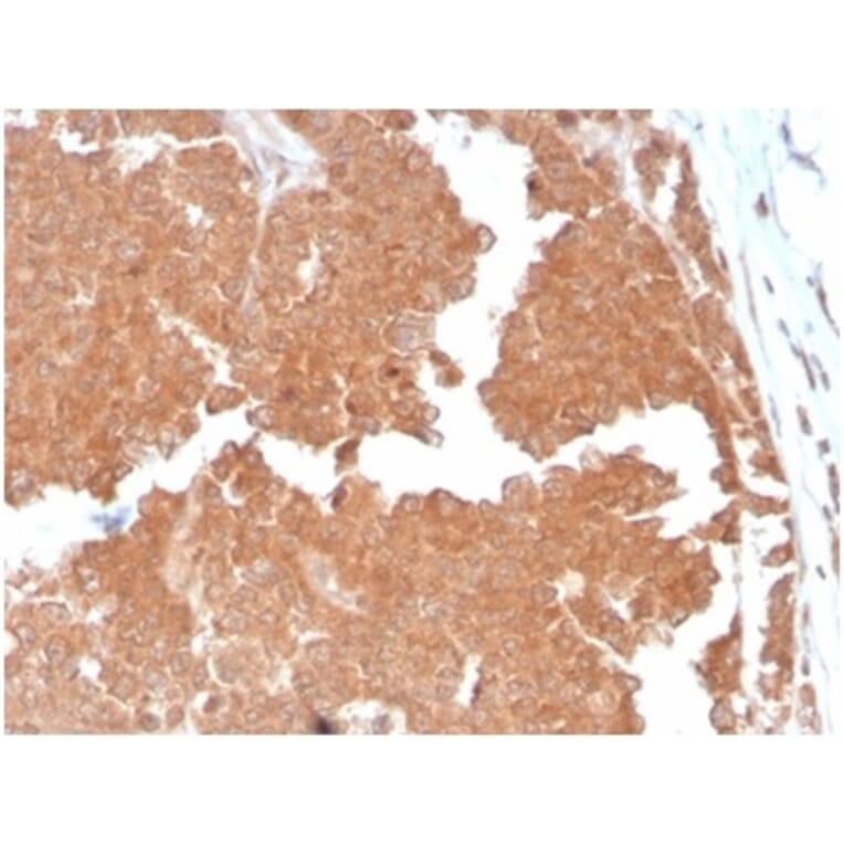 Immunohistochemistry - Anti-Aquaporin 4 Antibody [AQP4/3324] - BSA and Azide free (A278266) - Antibodies.com