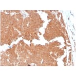 Immunohistochemistry - Anti-Aquaporin 4 Antibody [AQP4/3324] - BSA and Azide free (A278266) - Antibodies.com