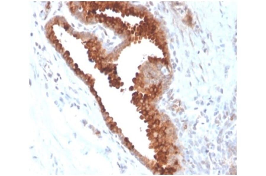 Immunohistochemistry - Anti-Aquaporin 4 Antibody [AQP4/3324] - BSA and Azide free (A278266) - Antibodies.com