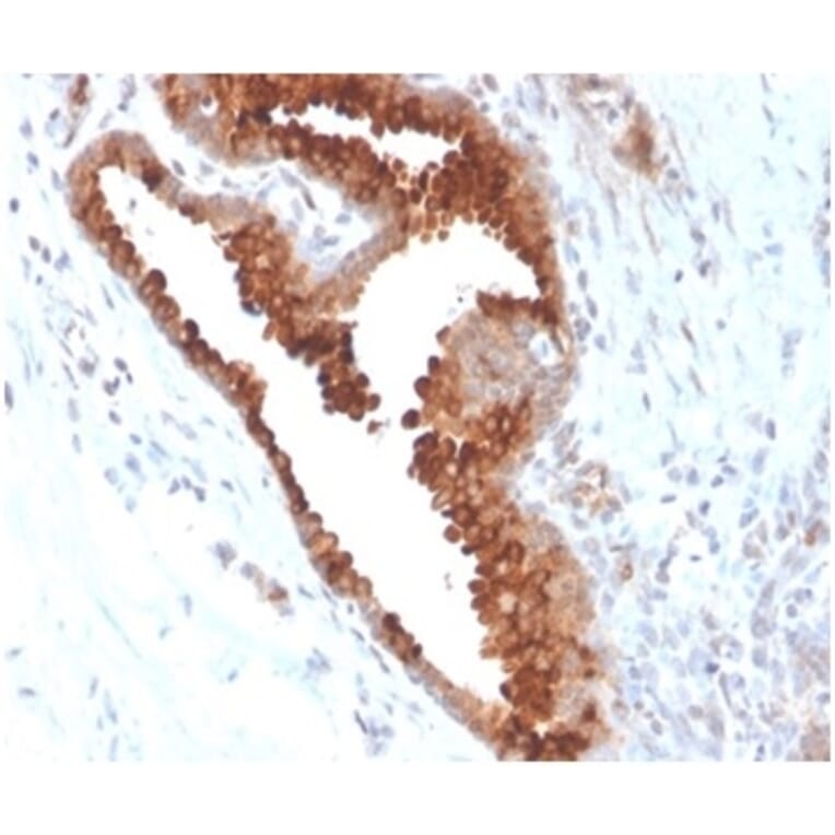 Immunohistochemistry - Anti-Aquaporin 4 Antibody [AQP4/3324] - BSA and Azide free (A278266) - Antibodies.com