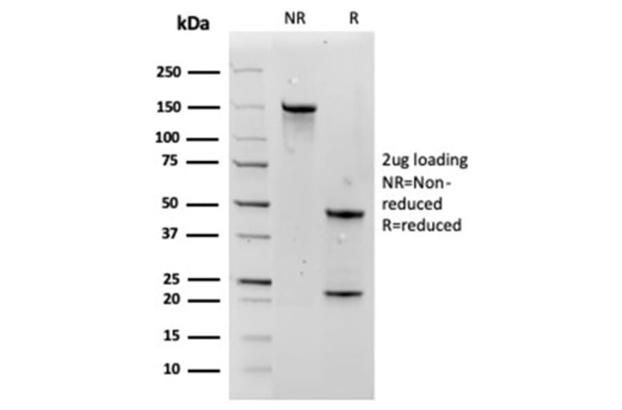 SDS-PAGE - Anti-Aquaporin 4 Antibody [AQP4/3324] - BSA and Azide free (A278266) - Antibodies.com
