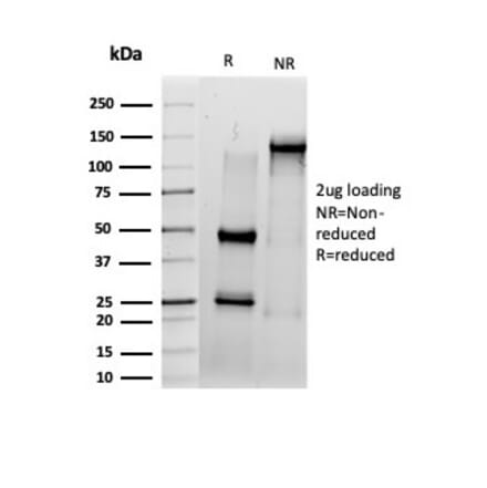 SDS-PAGE - Anti-IRF3 Antibody [PCRP-IRF3-6H10] - BSA and Azide free (A278268) - Antibodies.com