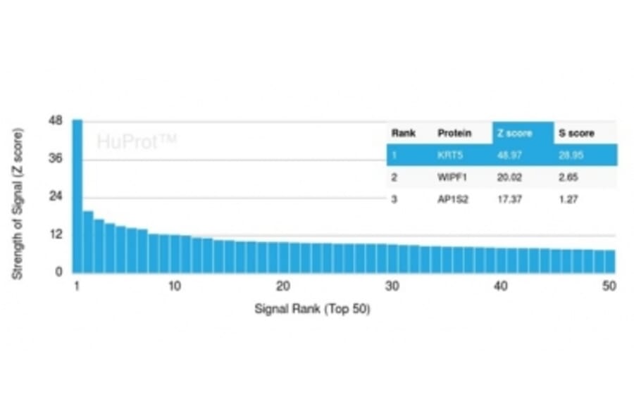 Protein Array - Anti-Cytokeratin 5 Antibody [KRT5/6466] - BSA and Azide free (A278269) - Antibodies.com