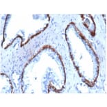 Immunohistochemistry - Anti-Cytokeratin 14 Antibody [KRT14/4130] - BSA and Azide free (A278271) - Antibodies.com