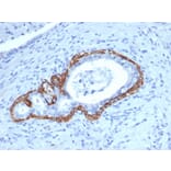 Immunohistochemistry - Anti-Cytokeratin 14 Antibody [KRT14/4129] - BSA and Azide free (A278275) - Antibodies.com