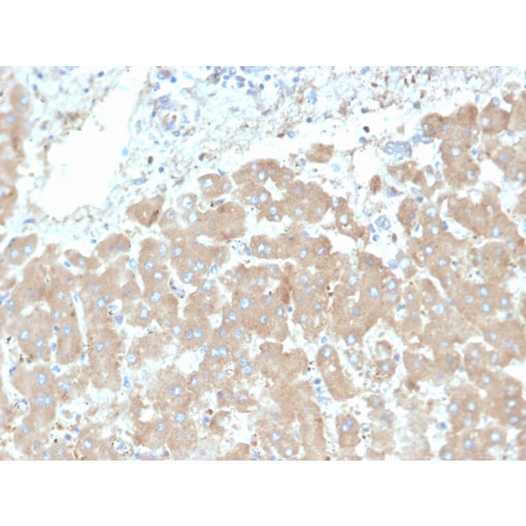 Immunohistochemistry - Anti-Leptin Receptor Antibody [LEPR/4301] - BSA and Azide free (A278277) - Antibodies.com