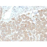 Immunohistochemistry - Anti-Leptin Receptor Antibody [LEPR/4301] - BSA and Azide free (A278277) - Antibodies.com