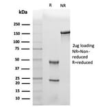 SDS-PAGE - Anti-Leptin Receptor Antibody [LEPR/4301] - BSA and Azide free (A278277) - Antibodies.com
