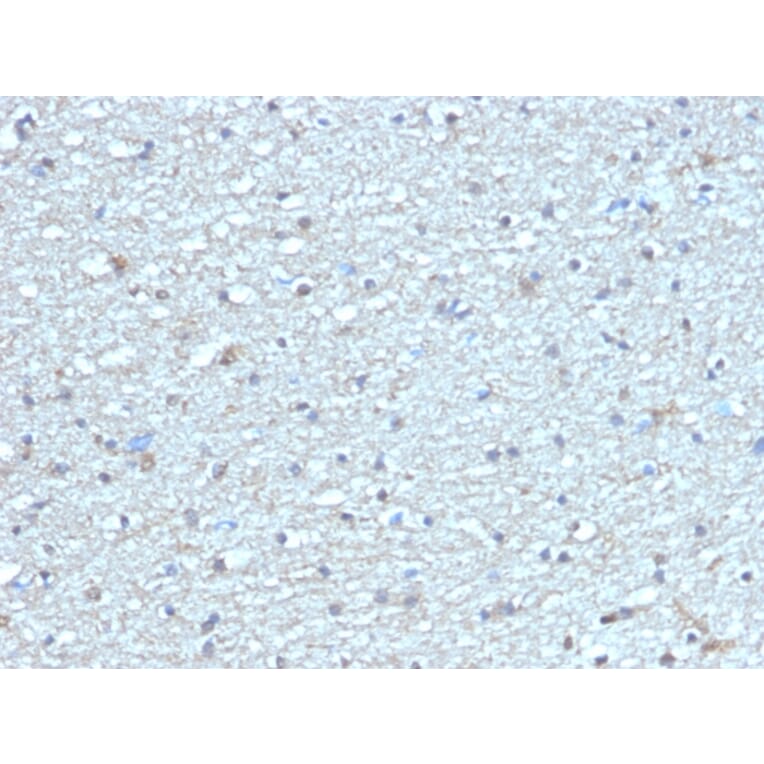Immunohistochemistry - Anti-Leptin Receptor Antibody [LEPR/4304] - BSA and Azide free (A278278) - Antibodies.com