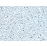 Immunohistochemistry - Anti-Leptin Receptor Antibody [LEPR/4304] - BSA and Azide free (A278278) - Antibodies.com