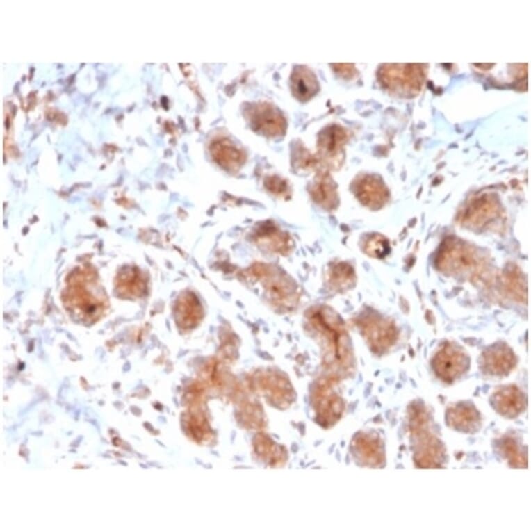 Immunohistochemistry - Anti-Lactoferrin Antibody [LTF/4073] - BSA and Azide free (A278282) - Antibodies.com