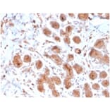 Immunohistochemistry - Anti-Lactoferrin Antibody [LTF/4073] - BSA and Azide free (A278282) - Antibodies.com