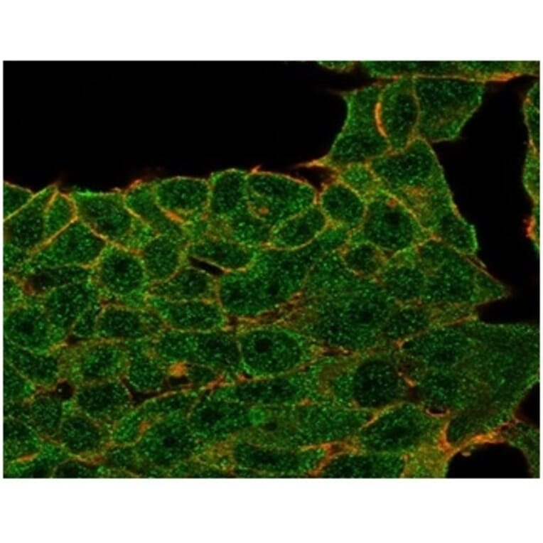 Immunofluorescence - Anti-Lactoferrin Antibody [LTF/4073] - BSA and Azide free (A278282) - Antibodies.com