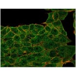 Immunofluorescence - Anti-Lactoferrin Antibody [LTF/4073] - BSA and Azide free (A278282) - Antibodies.com