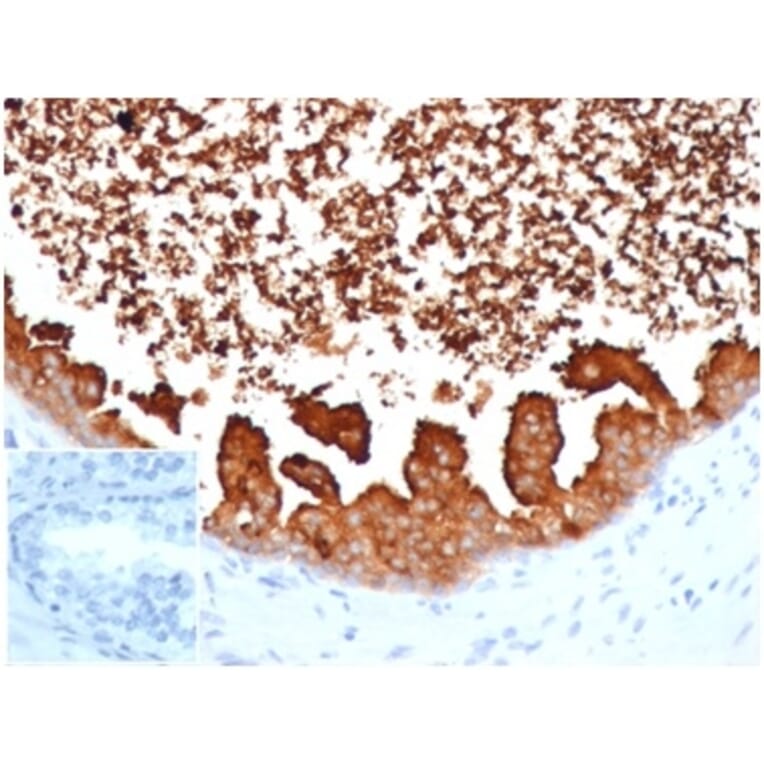 Immunohistochemistry - Anti-Lactoferrin Antibody [LTF/4075] - BSA and Azide free (A278283) - Antibodies.com