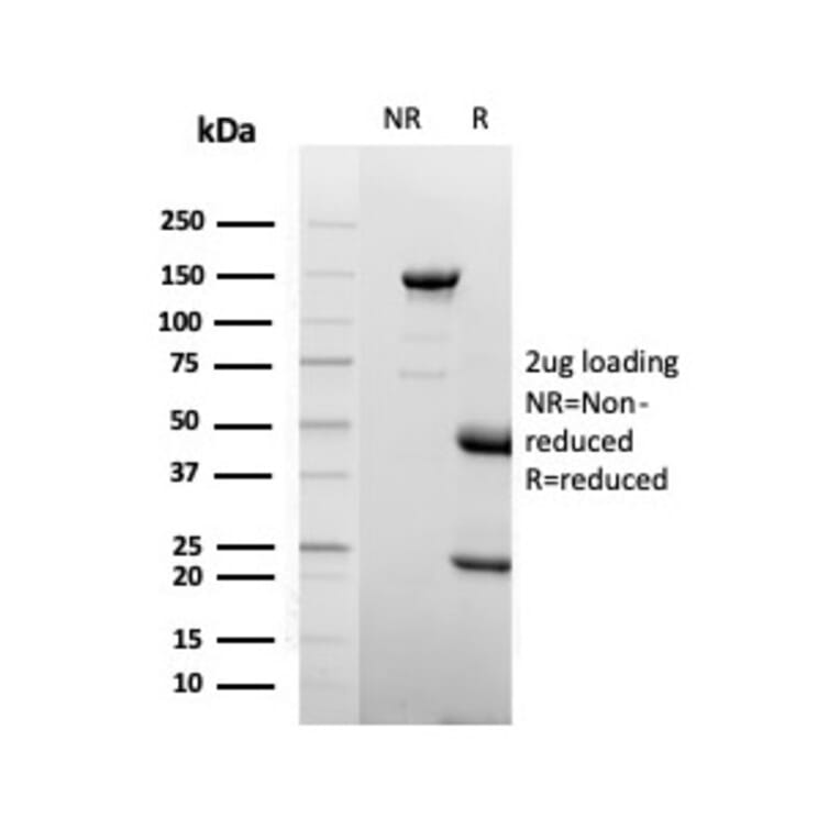 SDS-PAGE - Anti-Lactoferrin Antibody [LTF/4075] - BSA and Azide free (A278283) - Antibodies.com