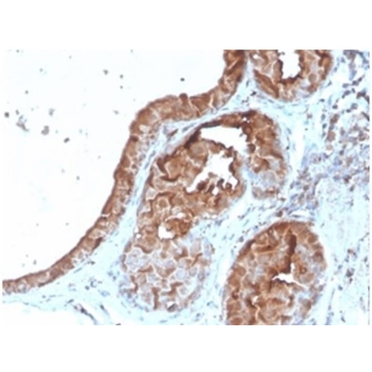 Immunohistochemistry - Anti-Lactoferrin Antibody [LTF/4079] - BSA and Azide free (A278284) - Antibodies.com