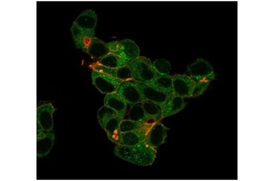 Immunofluorescence - Anti-Lactoferrin Antibody [LTF/4079] - BSA and Azide free (A278284) - Antibodies.com