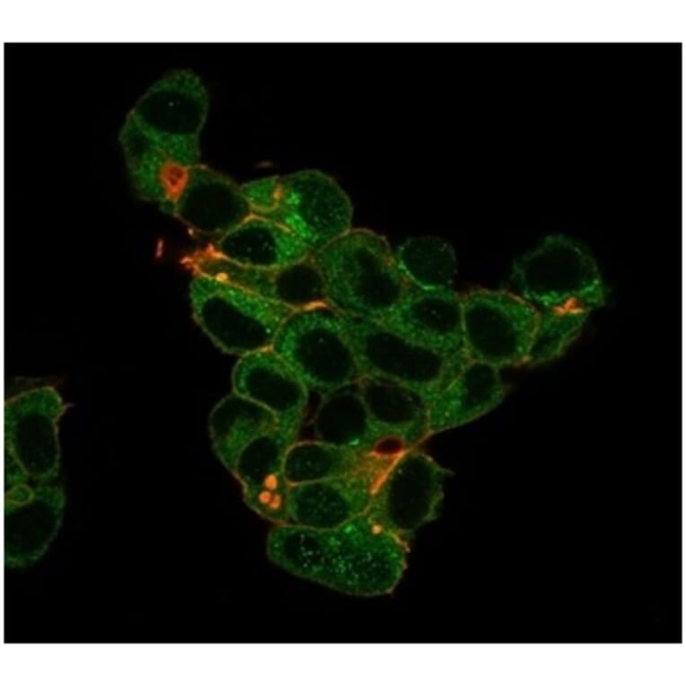 Immunofluorescence - Anti-Lactoferrin Antibody [LTF/4079] - BSA and Azide free (A278284) - Antibodies.com