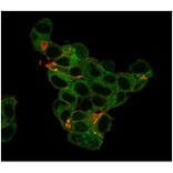 Immunofluorescence - Anti-Lactoferrin Antibody [LTF/4079] - BSA and Azide free (A278284) - Antibodies.com