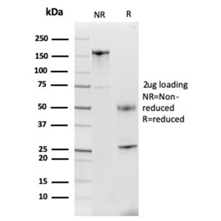 SDS-PAGE - Anti-Lactoferrin Antibody [LTF/4079] - BSA and Azide free (A278284) - Antibodies.com