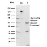 SDS-PAGE - Anti-Lactoferrin Antibody [LTF/4079] - BSA and Azide free (A278284) - Antibodies.com