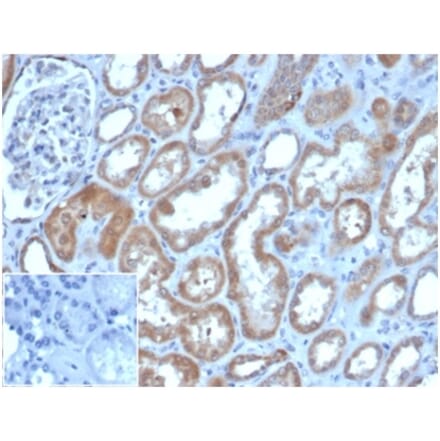 Immunohistochemistry - Anti-LY75 Antibody [CD205/3720] - BSA and Azide free (A278285) - Antibodies.com