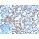 Immunohistochemistry - Anti-LY75 Antibody [CD205/3720] - BSA and Azide free (A278285) - Antibodies.com