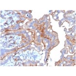 Immunohistochemistry - Anti-LY75 Antibody [CD205/3720] - BSA and Azide free (A278285) - Antibodies.com