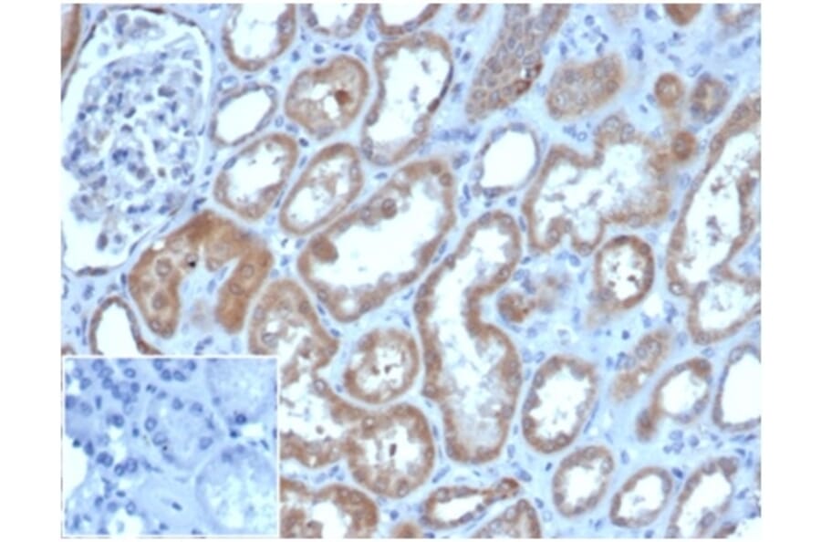 Immunohistochemistry - Anti-Lysozyme Antibody [LYZ/3941] - BSA and Azide free (A278286) - Antibodies.com