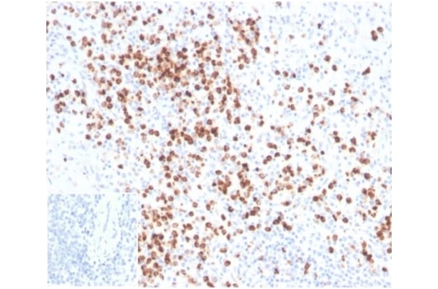 Immunohistochemistry - Anti-Lysozyme Antibody [LYZ/3942] - BSA and Azide free (A278287) - Antibodies.com