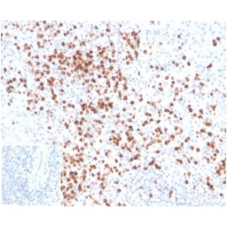 Immunohistochemistry - Anti-Lysozyme Antibody [LYZ/3942] - BSA and Azide free (A278287) - Antibodies.com
