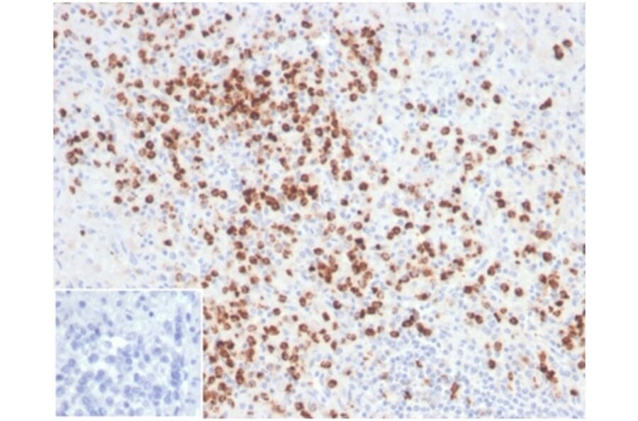 Immunohistochemistry - Anti-Lysozyme Antibody [LYZ/3944] - BSA and Azide free (A278289) - Antibodies.com