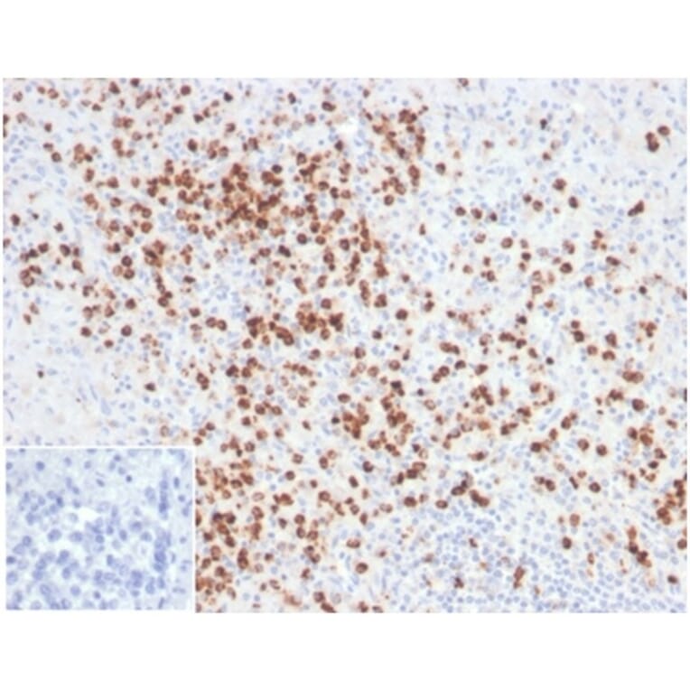 Immunohistochemistry - Anti-Lysozyme Antibody [LYZ/3944] - BSA and Azide free (A278289) - Antibodies.com