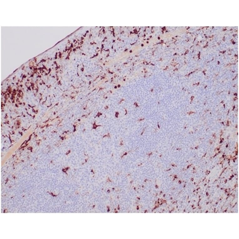 Western Blot - Anti-Lysozyme Antibody [LYZ/3944] - BSA and Azide free (A278289) - Antibodies.com