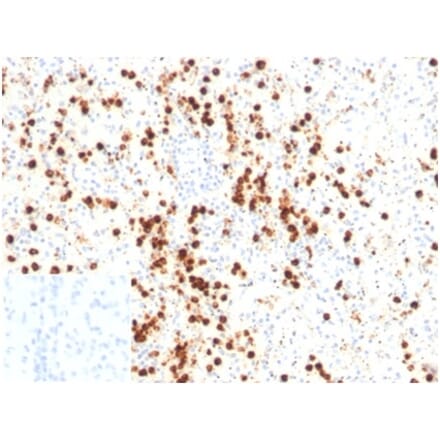 Immunohistochemistry - Anti-Lysozyme Antibody [LYZ/3947] - BSA and Azide free (A278290) - Antibodies.com