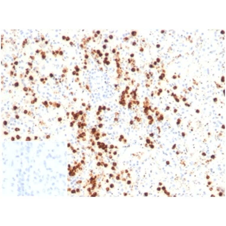 Immunohistochemistry - Anti-Lysozyme Antibody [LYZ/3947] - BSA and Azide free (A278290) - Antibodies.com