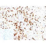 Immunohistochemistry - Anti-Lysozyme Antibody [LYZ/3947] - BSA and Azide free (A278290) - Antibodies.com