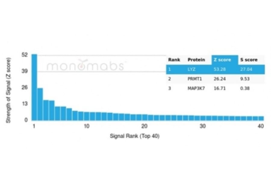 Protein Array - Anti-Lysozyme Antibody [LYZ/3947] - BSA and Azide free (A278290) - Antibodies.com