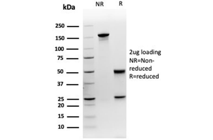 SDS-PAGE - Anti-MEF2D Antibody [PCRP-MEF2D-3A4] - BSA and Azide free (A278293) - Antibodies.com