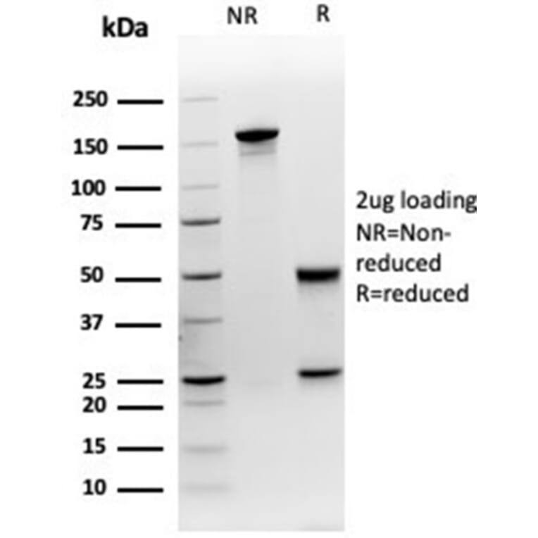 SDS-PAGE - Anti-MEF2D Antibody [PCRP-MEF2D-3A4] - BSA and Azide free (A278293) - Antibodies.com