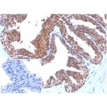 Immunohistochemistry - Anti-MIF Antibody [MIF/3488] - BSA and Azide free (A278294) - Antibodies.com