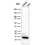 Western Blot - Anti-MIF Antibody [MIF/3488] - BSA and Azide free (A278294) - Antibodies.com