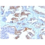 Immunohistochemistry - Anti-MIF Antibody [MIF/3489] - BSA and Azide free (A278295) - Antibodies.com