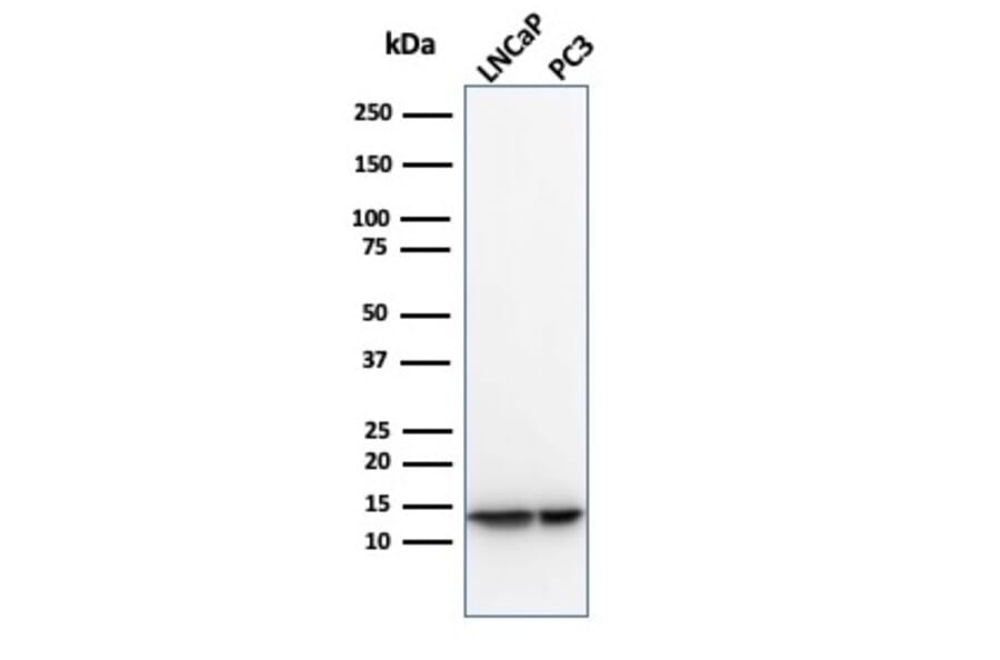 Western Blot - Anti-MIF Antibody [MIF/3489] - BSA and Azide free (A278295) - Antibodies.com