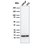 Western Blot - Anti-MIF Antibody [MIF/3489] - BSA and Azide free (A278295) - Antibodies.com