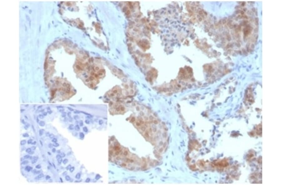 Immunohistochemistry - Anti-MIF Antibody [MIF/3490] - BSA and Azide free (A278296) - Antibodies.com