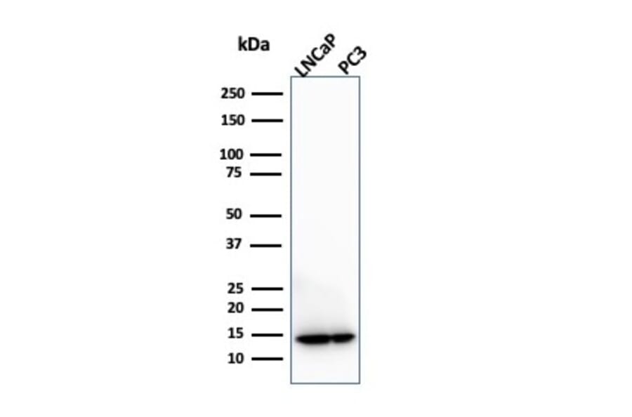 Western Blot - Anti-MIF Antibody [MIF/3490] - BSA and Azide free (A278296) - Antibodies.com